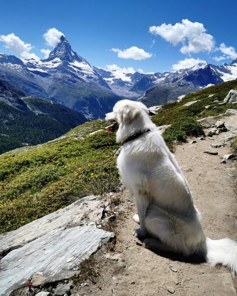 Bild: dogswitzerland